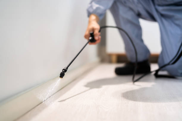 Licensed Wasp Removal service in Hannahs Mill, GA - Show Me Pest Control